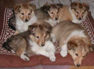 Welpenbild Shelties